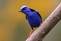 Cyanerpes cyaneus